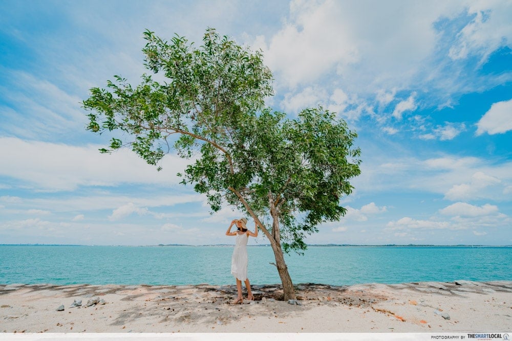 tree by seaside