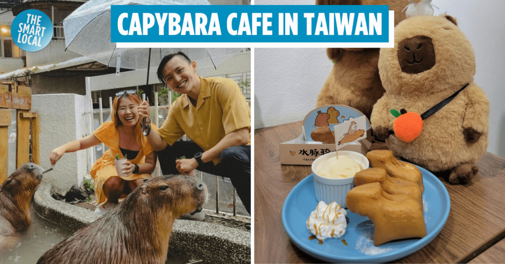 Capybara Kinght Cafe In Taiwan